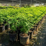 2 Moringa Plant Live Tree 1-2 Feet Tall in Pot, Malunggay Plant Live, Moringa Oleifera Tree Plant Live, Drumstick Horseradish, No CA