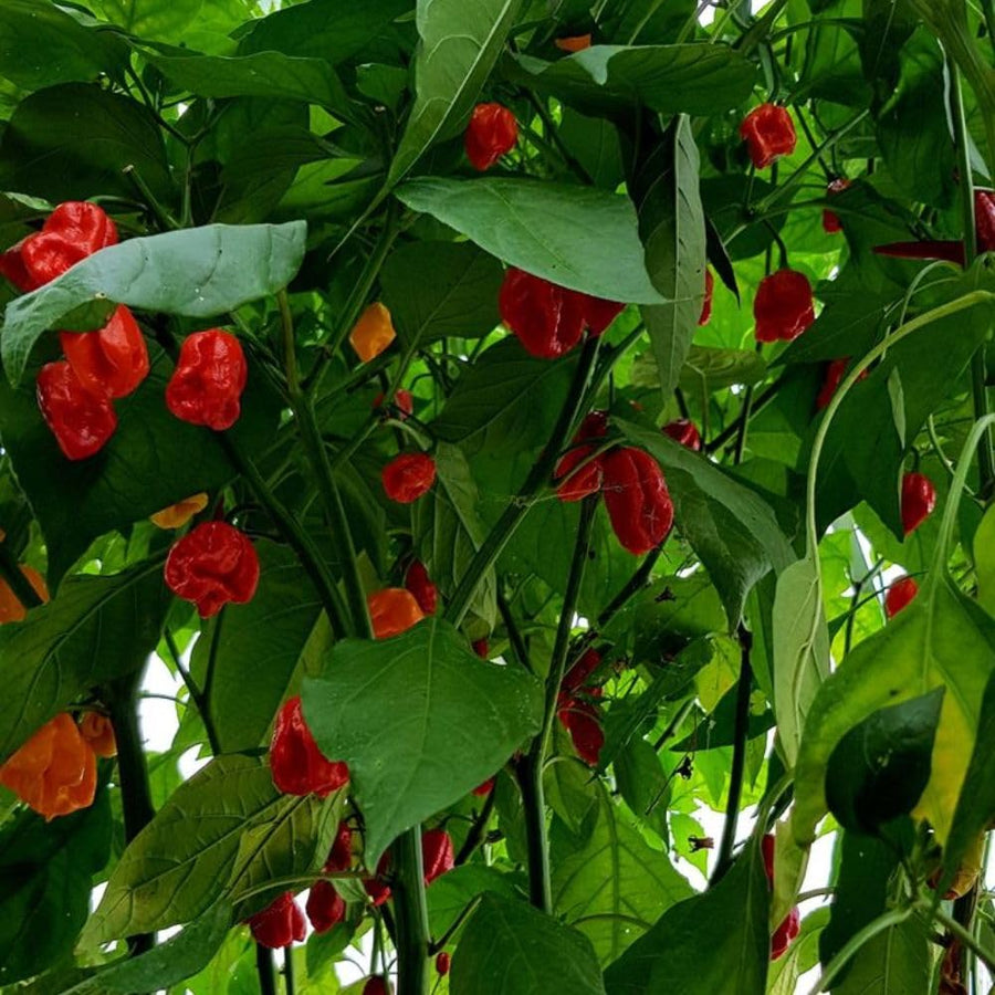 Red Carolina Reaper Chili Pepper Plant 3-6 Inch, Hot Pepper Plants for Garden Planting, Indoor or Outdoor Growing, 4 Inch Pot Plant