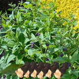 Pack of 6 Comfrey Root Cuttings, Comfrey Live Roots, Fast-Growing Perennial Herb Plants for Garden Growing