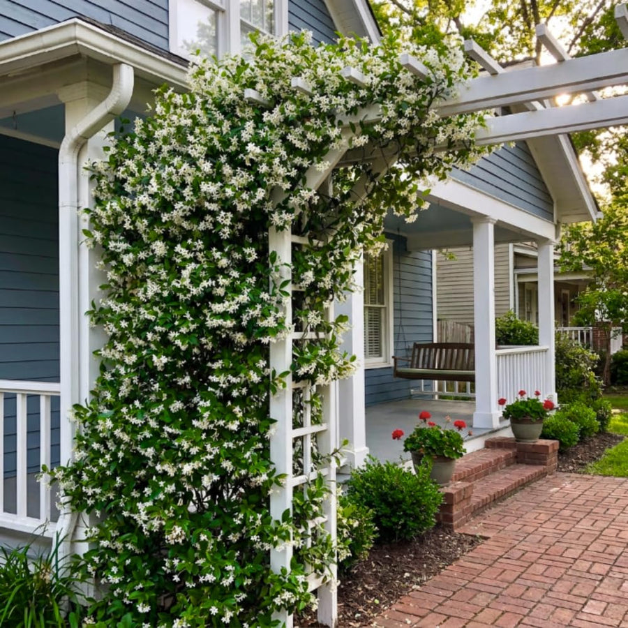 Star Jasmine Plant Live, 3-5 Inc Tall, Star Jasmine Live Plant, Fragrant Bloom, Fast Growing Climbing Vine for Trellis, Outdoor Garden