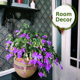 Set 2 Christmas Cactus Plants Live, Hanging Baskets Houseplants, Holiday Cactus Indoor Plants Live Well-Rooted 4-9" Tall, No Pot (Multicolor)