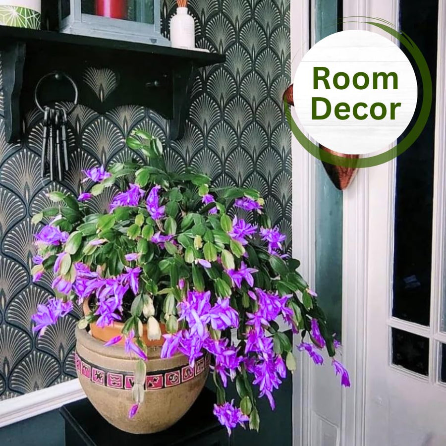 Set 2 Christmas Cactus Plants Live, Hanging Baskets Houseplants, Holiday Cactus Indoor Plants Live Well-Rooted 4-9" Tall, No Pot (Multicolor)