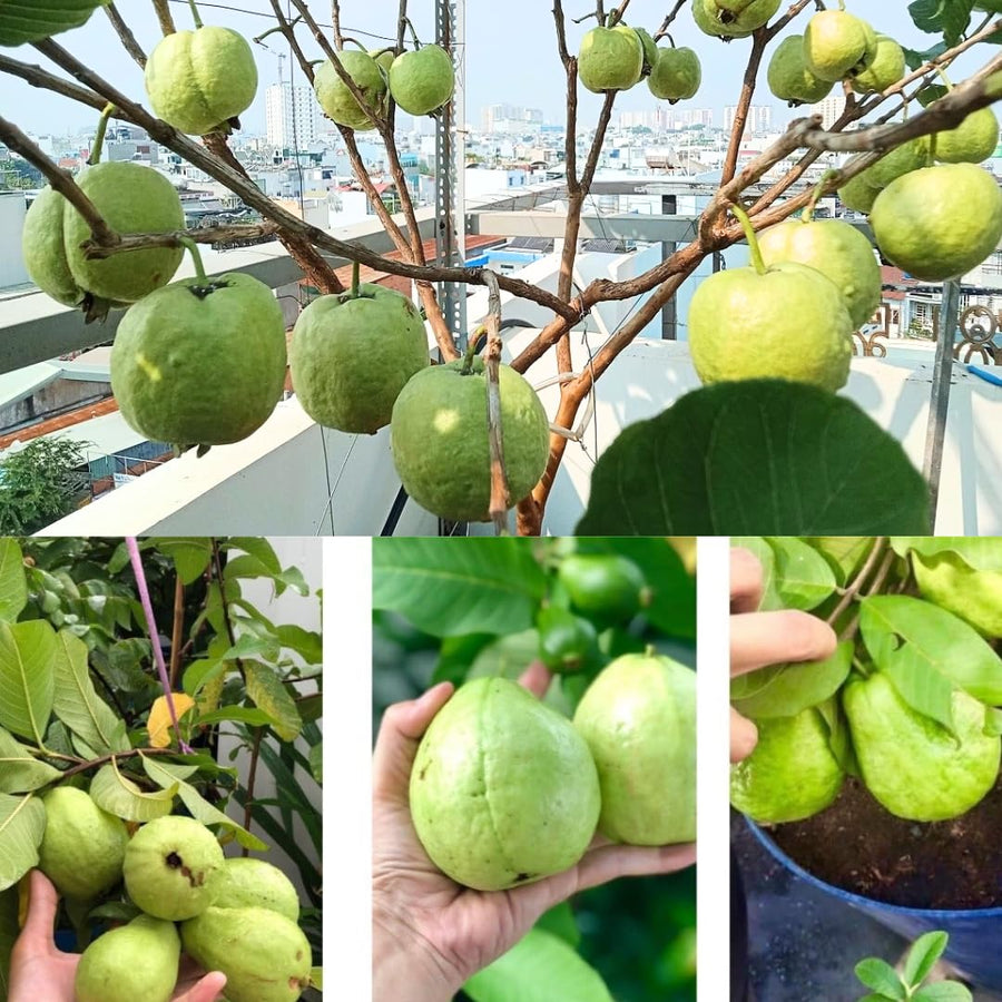 Sweet White Guava Tree Live Plant, 8-10" in Tall Tropical Fruit Tree, Zones 9-11 for Outdoor Indoor Planting
