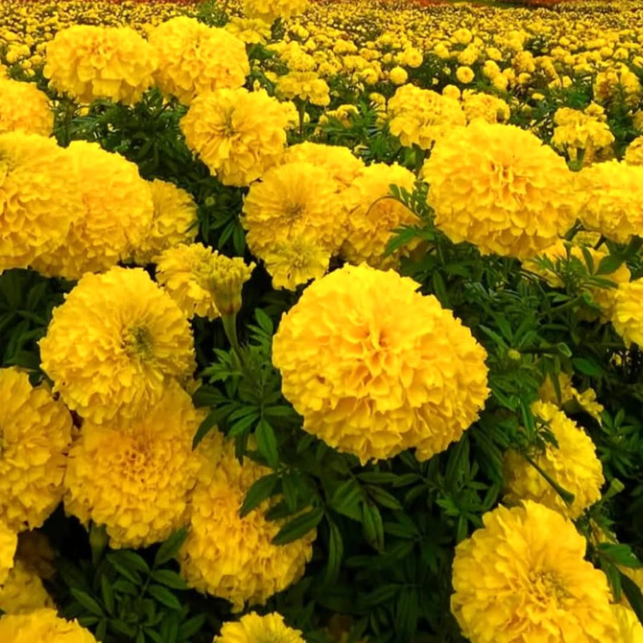 Live Marigold Plant for Outside, Yellow Marigold Live Plants Pot 4'' Perennial Blooming