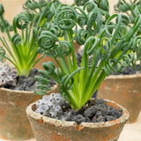 Albuca Live Plant in 3” Pot, Frizzle Sizzle Succulent, Curly Leaf Albuca Plant for Indoor Growing
