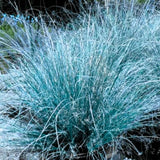 2 Oranmental Blue Fescue Grass Live Plants, Perennial Growing, Grass Live Plant in 4" Pot, Outdoor Gardening Decor, Fast-Growing