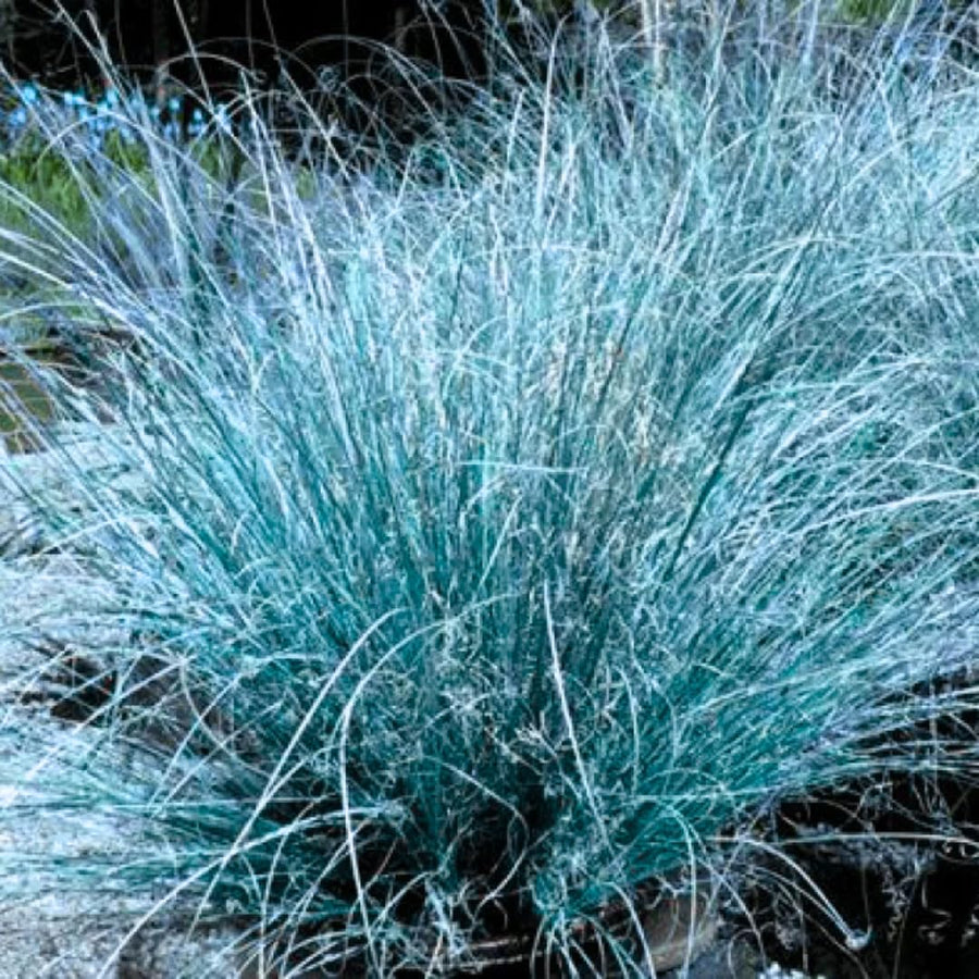 2 Oranmental Blue Fescue Grass Live Plants, Perennial Growing, Grass Live Plant in 4" Pot, Outdoor Gardening Decor, Fast-Growing