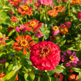 250 Zinnia Seeds for Planting, Mixed Color Flower Seeds, Ready to Grow Annual Blooms for Garden, Containers