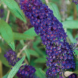 2 Butterfly Bush Shrubs Plants, Black Butterfly Bush Live Plants Trees Shrub for Planting Garden Indoor Outdoor