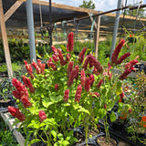 Red Shrimp Plants Live, Seedlings Justica Brandegeana Tree Bush, 5-9 Inches Tall
