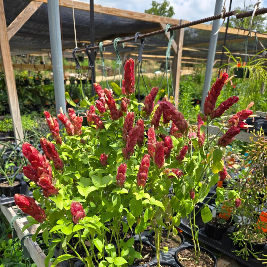 Red Shrimp Plants Live, Seedlings Justica Brandegeana Tree Bush, 5-9 Inches Tall
