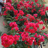 Red Roses Live Plants 7 Months Old, Rose Bushes Ready to Plant 5-9" Tall, Very Fragrant, Can Grow As Climber or Bush Tree or Trellises, Walls, Fences