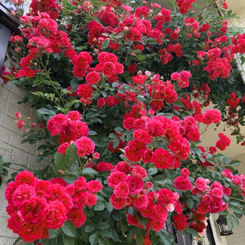 Red Roses Live Plants 7 Months Old, Rose Bushes Ready to Plant 5-9" Tall, Very Fragrant, Can Grow As Climber or Bush Tree or Trellises, Walls, Fences
