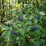 Set of 2 Viburnum Live Plant, Viburnum Shrub, White Spring Blooms, Hardy Garden Shrub, Bare Root 8 to 12 Inches Tall for Outdoor Planting