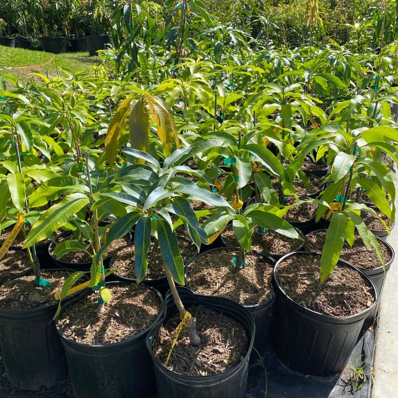 Green Sweet Mango Tree Live, 2 Feet Tall Mango Plant Live in Pot, Tropical Fruit Tree