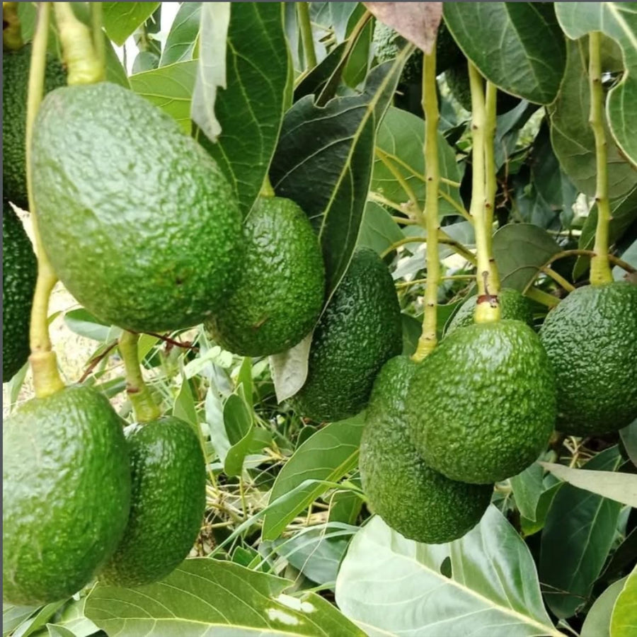 HASS Avocado Tree Live, Cold Hardy Avocado Plant, 8-10'' Tall Seedling, Outdoor Growing