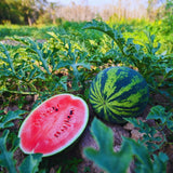 2 Watermelon Plants Live, Red Watermelon Live Plant, Sweet Fruit Plant Patios Backyard Gardening, 4 to 7''