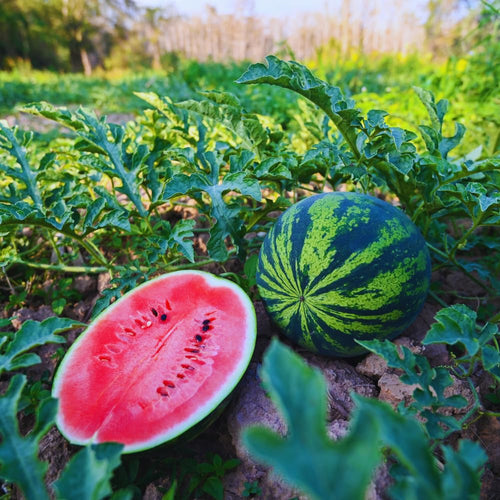 2 Watermelon Plants Live, Red Watermelon Live Plant, Sweet Fruit Plant Patios Backyard Gardening, 4 to 7''