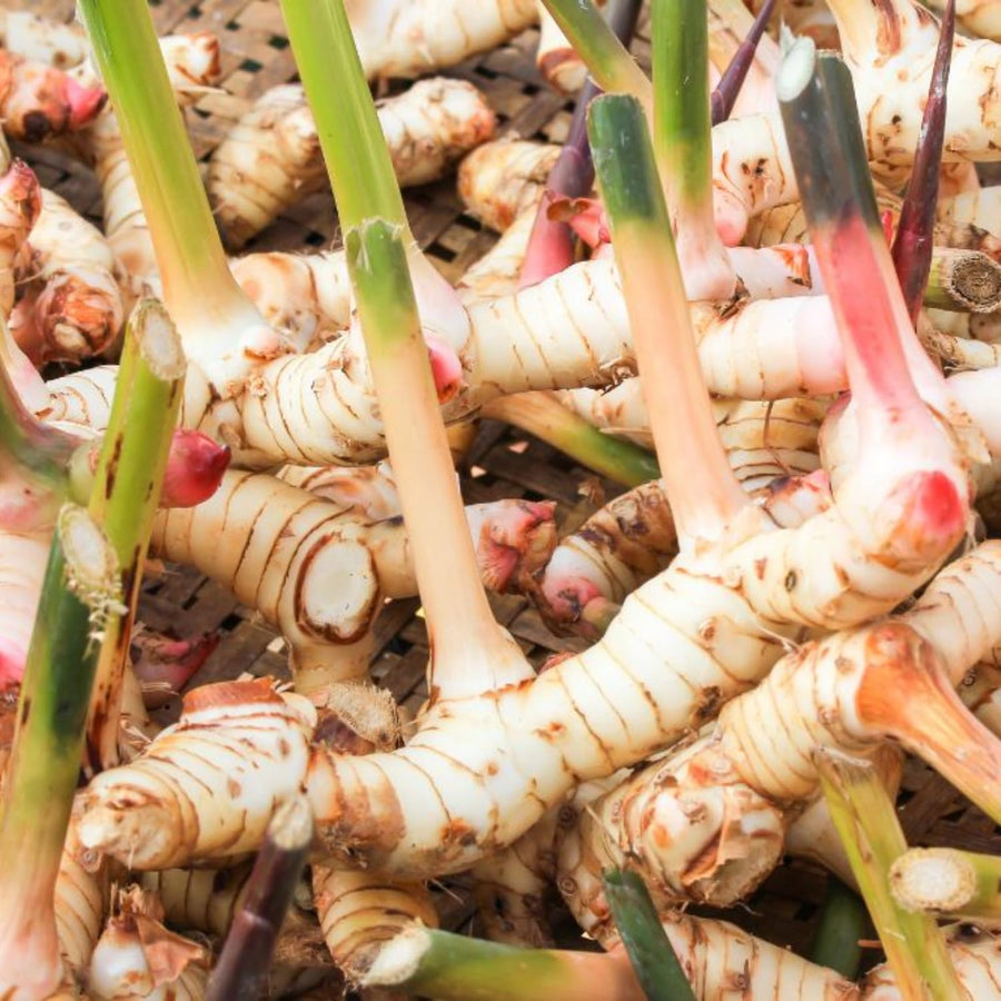 2 Thai Ginger Plants Live in Pot, Galangal Ginger for Herb Outdoor Growing, Starter Size, Fast-Growing