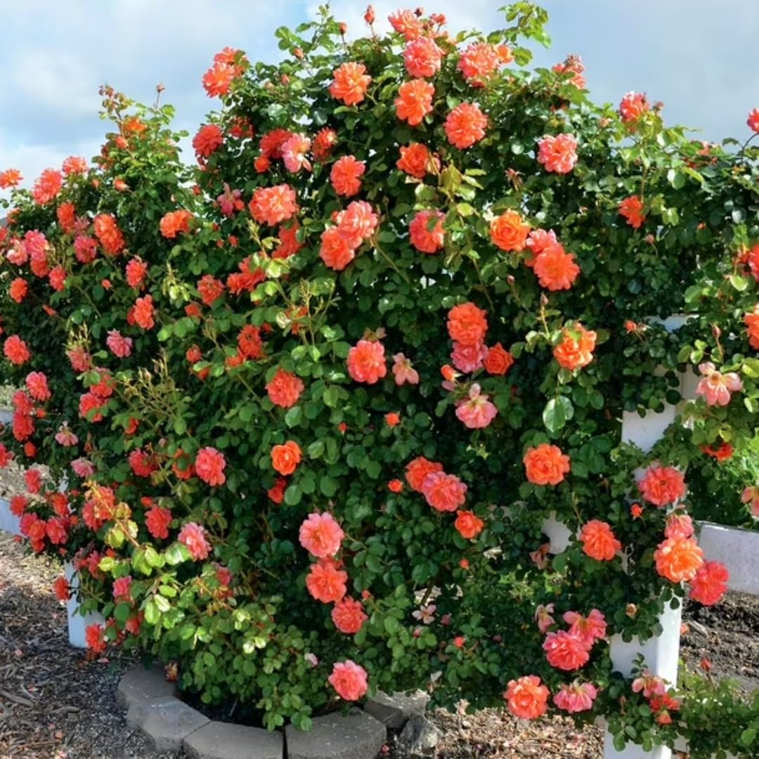 Orange Light Red Climbing Rose Live Plant, Fragrant Rose Bush Ready to Plants, Zone 5 to 9, Size 5 to 7 Inches and Bare Root