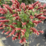 Red Shrimp Plants Live, Seedlings Justica Brandegeana Tree Bush, 5-9 Inches Tall