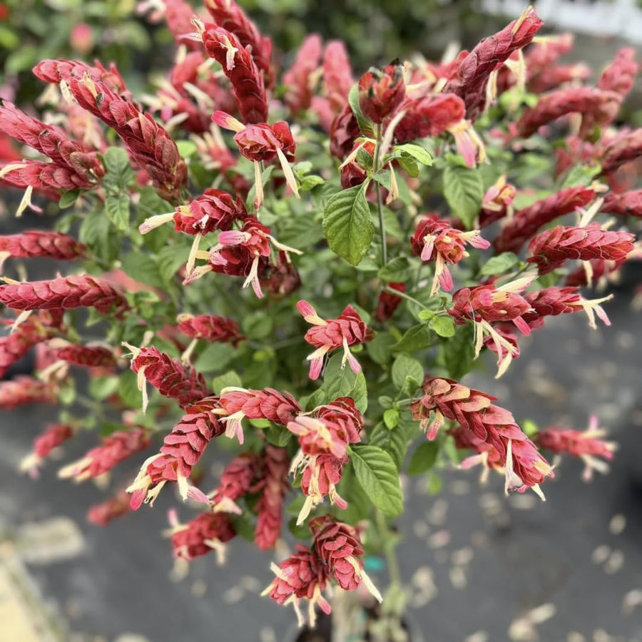 Red Shrimp Plants Live, Seedlings Justica Brandegeana Tree Bush, 5-9 Inches Tall