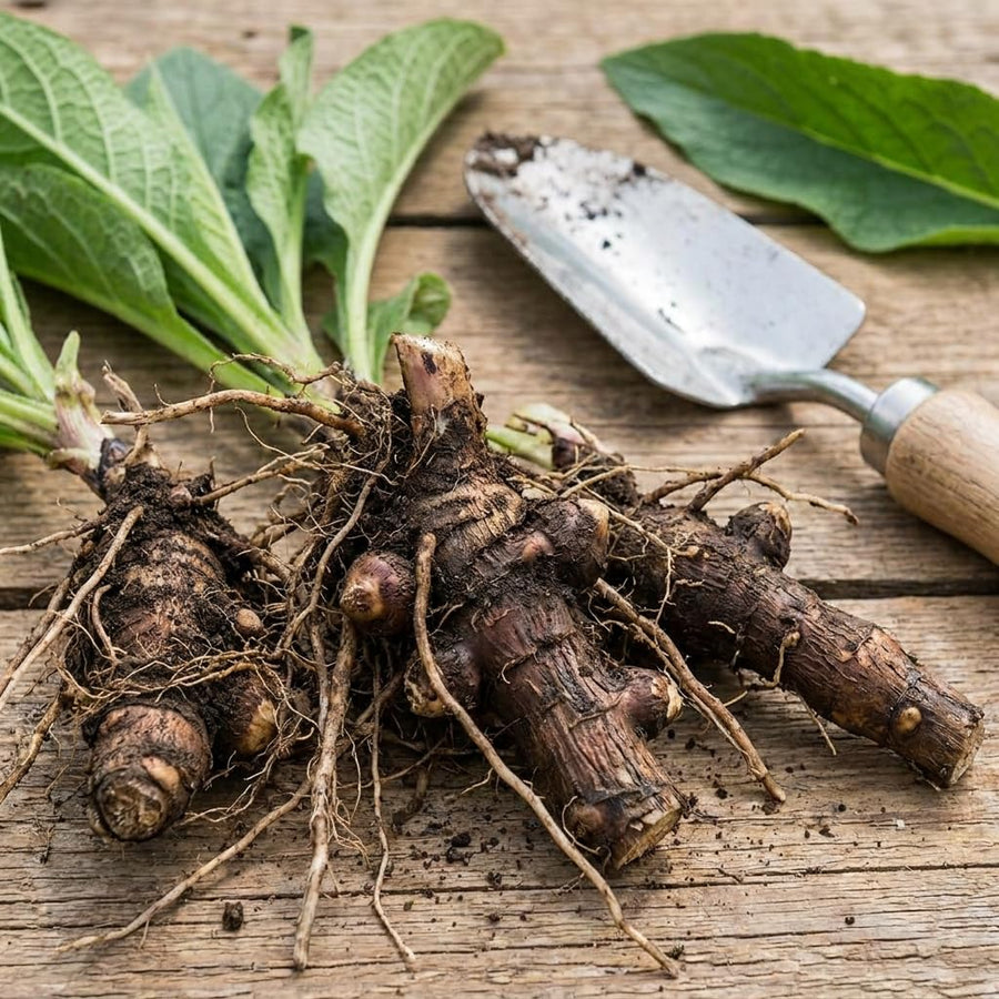10 Comfrey Root Cuttings, Live Comfrey Plants for Planting, Fast Growing Perennial Herbs for Outdoor Garden