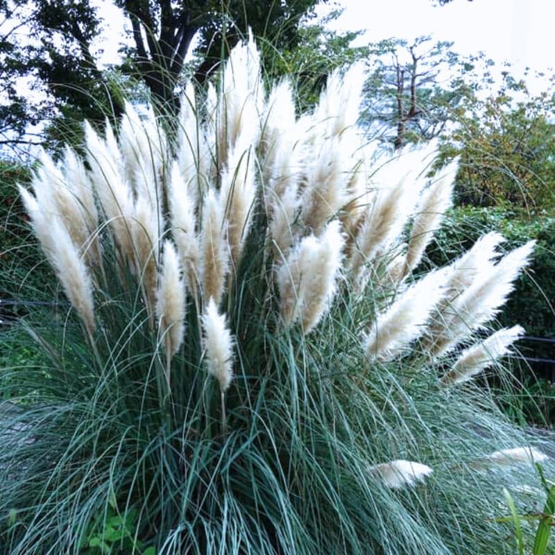 Pack 2 Pampas Grass Plants, Live Pampas Perennial Grasses 4-8 Inches, Ornamental Grass for Outdoor Garden Landscaping - White Pampas