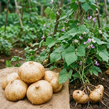 Set 48 Jicama Seeds, Jicama Plant, Vegetable Garden Seeds, Sweet Root for Outdoor Gardening