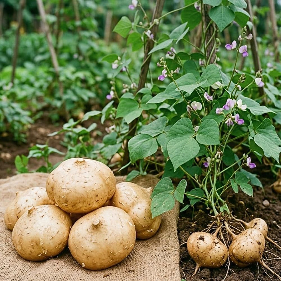 Set 48 Jicama Seeds, Jicama Plant, Vegetable Garden Seeds, Sweet Root for Outdoor Gardening
