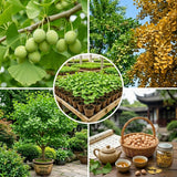 Ginkgo Tree Live Plant for Planting, Ginkgo Tree, Yellow Leaves, 4 to 6 Inch Tall in Pot, Hardy Ornamental