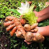 Pack 8 Turmeric Roots for Planting, Fresh Yellow Turmeric Root, Curcuma Longa, Ready for Indoor Outdoor Gardening