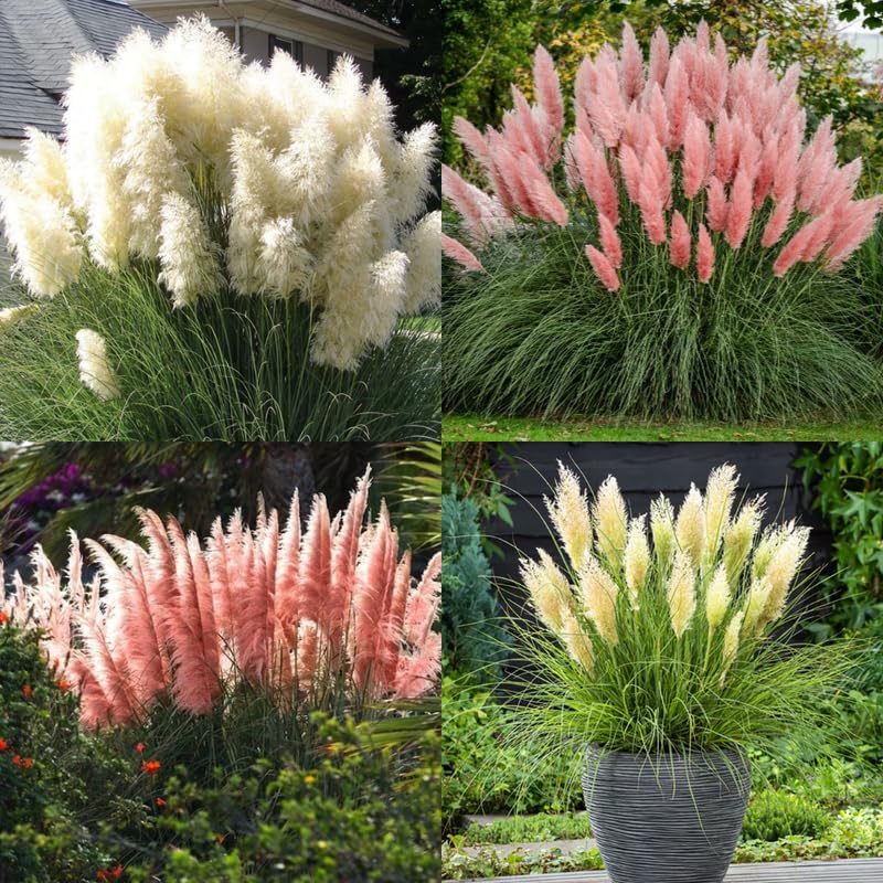 Pack 2 Pampas Grass Plants, Live Pampas Perennial Grasses 4-8 Inches, Ornamental Grass for Outdoor Garden Landscaping - Mixed Pampas
