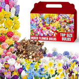 60 Mix Spring Flower Bulbs for Fall Planting, Colorful Flower Bulbs Perennial Outdoor, Top Size Bulb for Garden