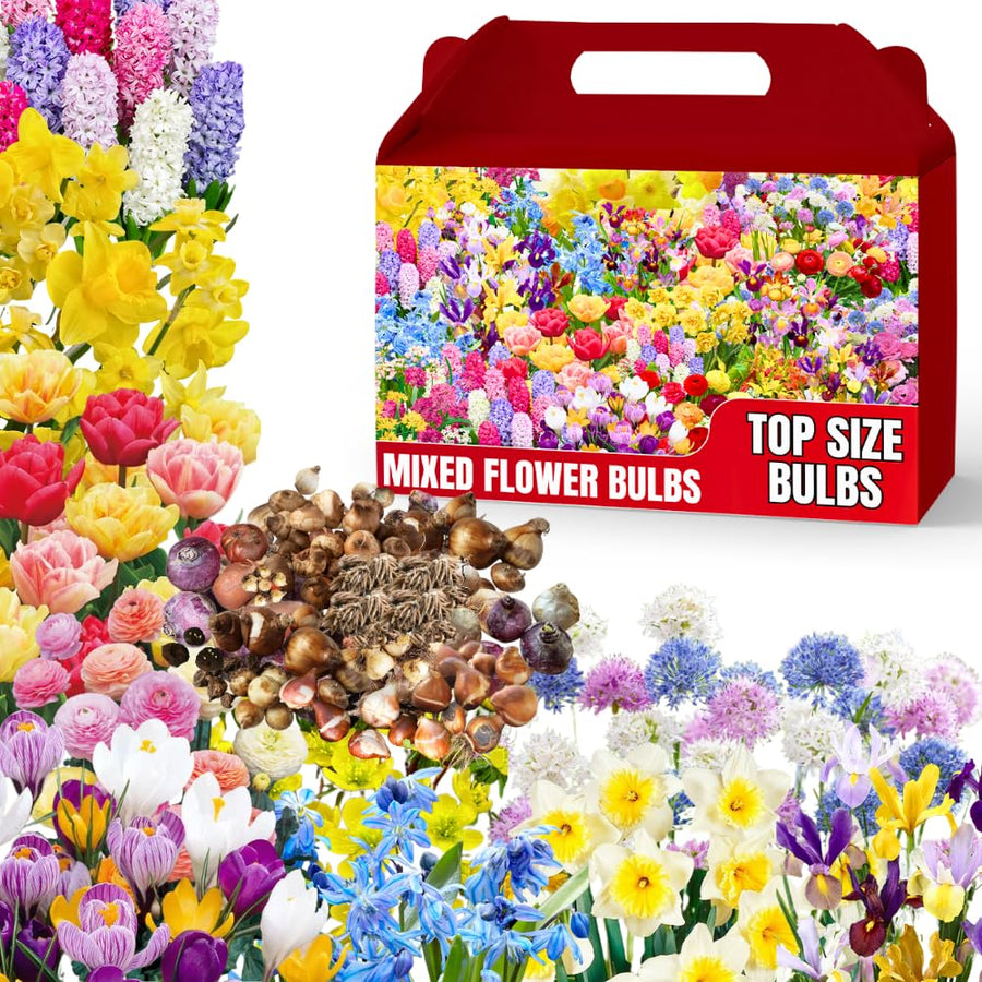 60 Mix Spring Flower Bulbs for Fall Planting, Colorful Flower Bulbs Perennial Outdoor, Top Size Bulb for Garden
