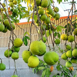 Live White Sapote Fruit Tree, Tropical Sapote Plant, 1.5 Feet Tall in a 1 Gallon Pot for Growing