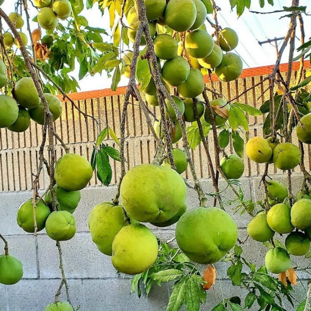 Live White Sapote Fruit Tree, Tropical Sapote Plant, 1.5 Feet Tall in a 1 Gallon Pot for Growing