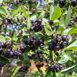 Chokeberry Plant Live, Black Chokeberry Live Plant for Home Garden, 2-3 Years Old Bare Roots, Black Berries Shrub, 14 to 16 Inches Tall