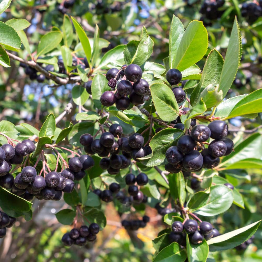 Chokeberry Plant Live, Black Chokeberry Live Plant for Home Garden, 2-3 Years Old Bare Roots, Black Berries Shrub, 14 to 16 Inches Tall