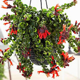 Rare Twisted Curly Lipstick Plant Live, Aeschynanthus Lipstick Houseplant in 3" Potted, Indoor Outdoor Trailing Plants
