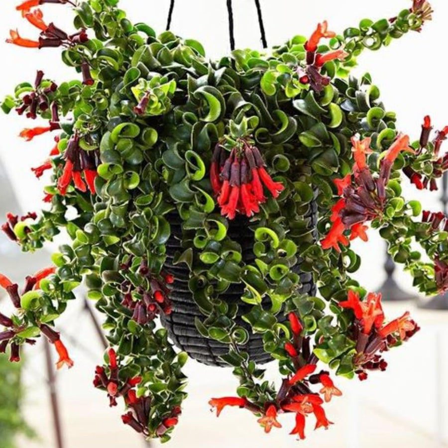 Rare Twisted Curly Lipstick Plant Live, Aeschynanthus Lipstick Houseplant in 3" Potted, Indoor Outdoor Trailing Plants