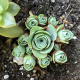 Live Mountain Rose Succulent, 2" Pot Rare Mountain Roses Succulents Plants, Rose-Shaped Succulents for Indoors Garden, Containers Houseplant Planting