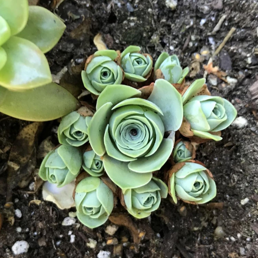 Live Mountain Rose Succulent, 2" Pot Rare Mountain Roses Succulents Plants, Rose-Shaped Succulents for Indoors Garden, Containers Houseplant Planting
