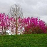 Eastern Redbud Tree Live Plant, Cold Hardy Redbud Tree Live Plant, Red Bud Plant in Quart Pot, Easy to Plant