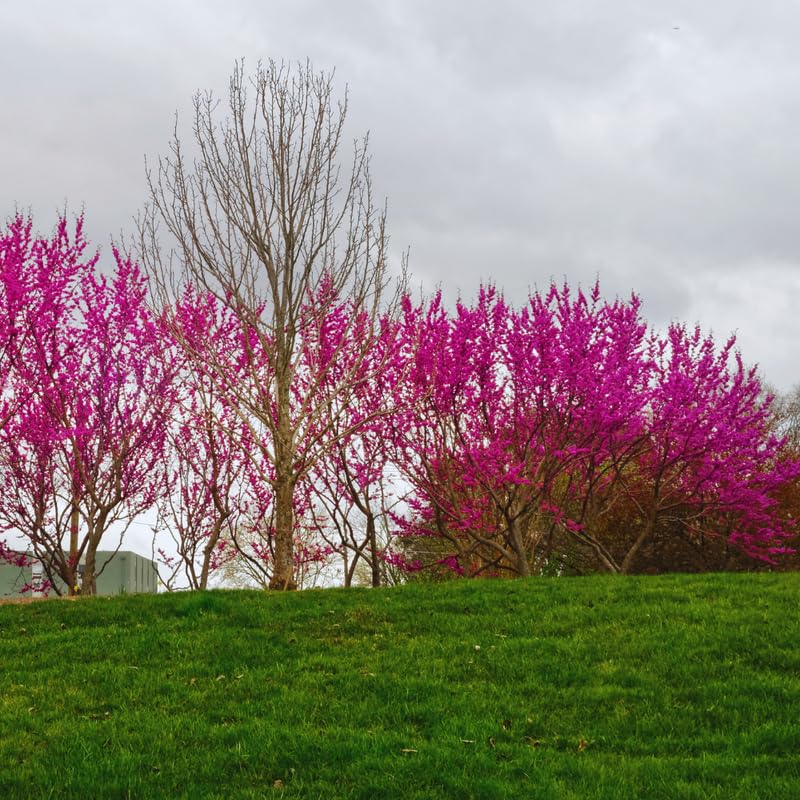 Eastern Redbud Tree Live Plant, Cold Hardy Redbud Tree Live Plant, Red Bud Plant in Quart Pot, Easy to Plant