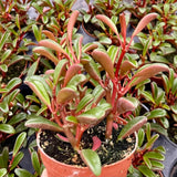 Peperomia Live Plant in 4" Pot, Easy-Care Indoor Trailing Houseplant Succulent Live (Ruby Peperomia)