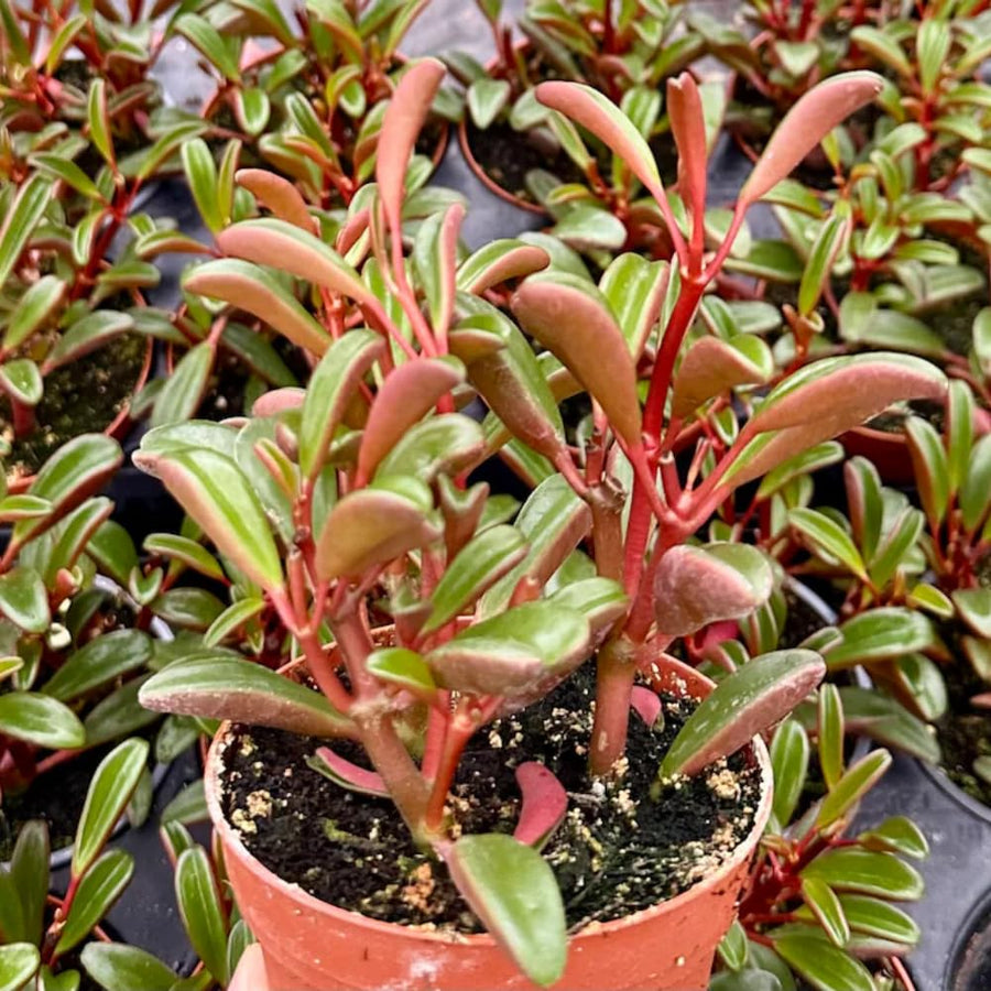 Peperomia Live Plant in 4" Pot, Easy-Care Indoor Trailing Houseplant Succulent Live (Ruby Peperomia)