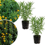 2 Texas Tarragon Plants Live, Texas Tarragon Herb Plant 4-6 Inches Tall, Live Herbs Culinary Gardening
