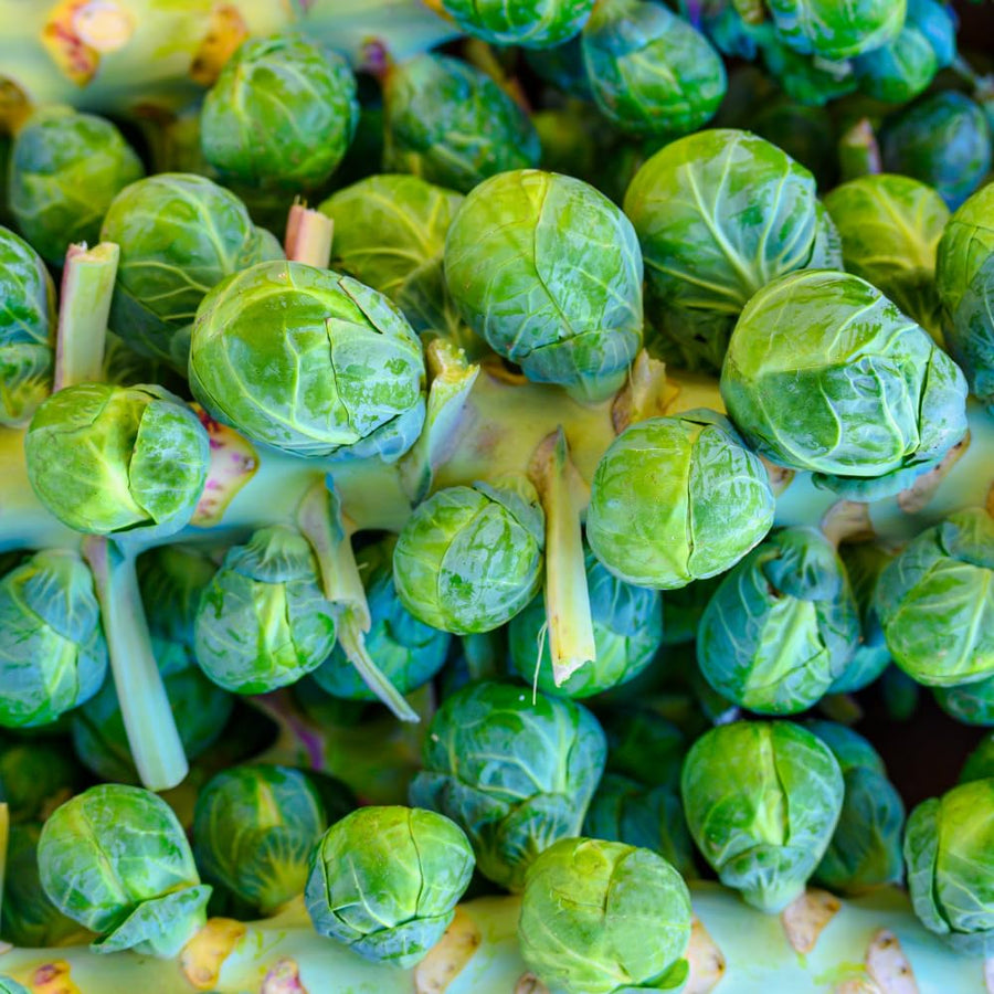 Set 2 Pots Brussel Sprouts Plants, 4″ Pot Brussel Sprouts Plants, Well Rooted Vegetable Seedlings for Garden, Container Planting