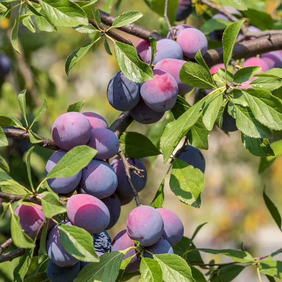 Pack 2 Plum Plants Live for Planting, 18-24 Inch Tall Bareroots, Sweet American Plum Tree Live Plant, Plum Tree Plant Live to Grow Outdoors